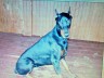 Dogs Doberman Pincher